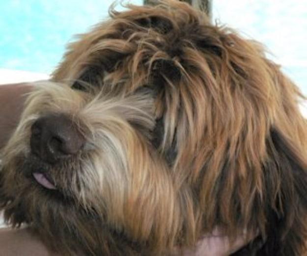 DIY Dog Grooming Tutorials - Grooming Wavy & Curly Fleece Faces - Cool and Easy Ways to Wash, Groom and Style Your Pets Fur - Trim Toenails, Brush Teeth, Bath, Trim and Clip Dogs F