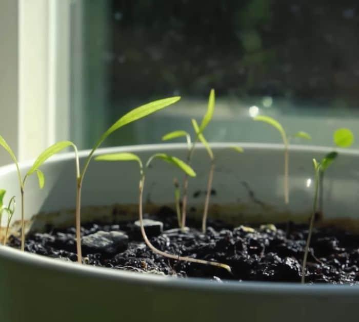 _Herbs You Can Grow Indoors Year-Round