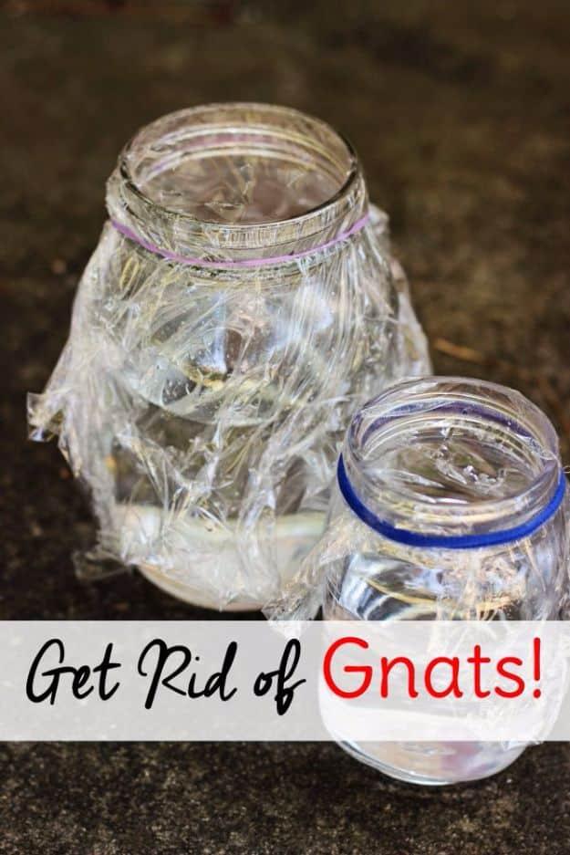 Best Ways to Get Rid of Bugs - Get Rid Of Gnats - Easy Tips and Tricks to Get Rid of Roaches, Ants, Fleas and Flies - DIY Ways To Exterminate and Elimiate Pests from Your Home and