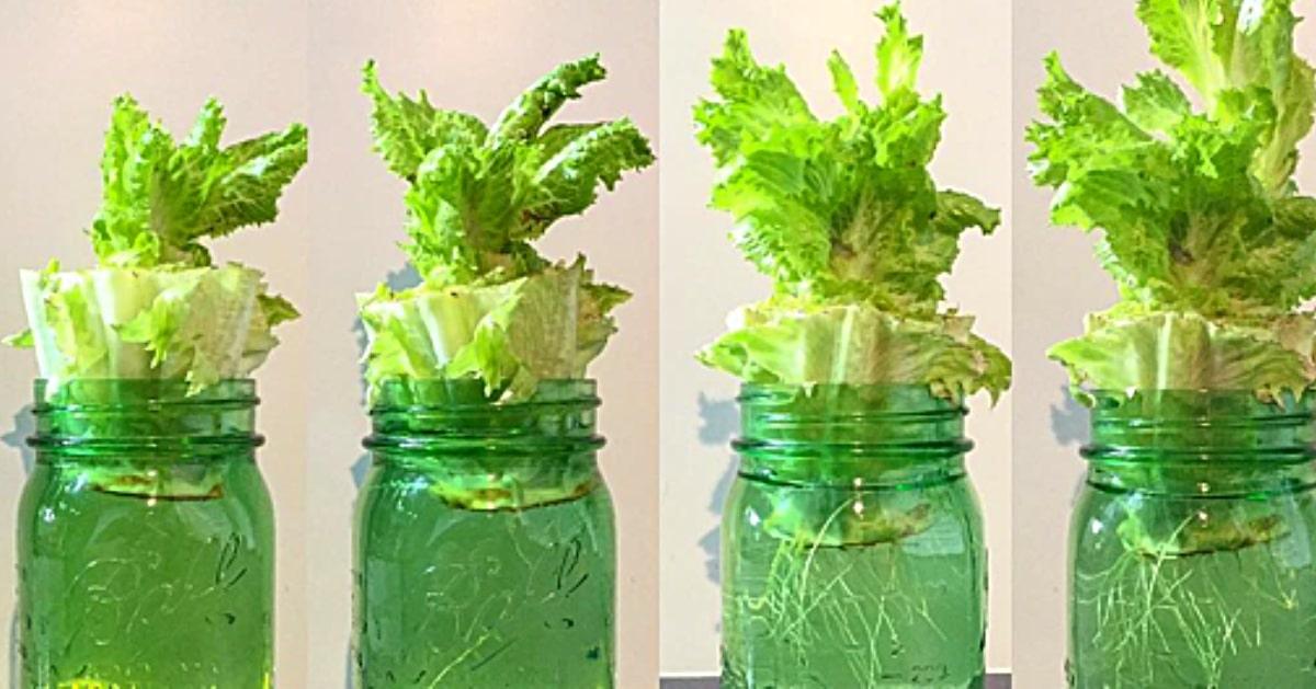How To Regrow Supermarket Lettuce In Water