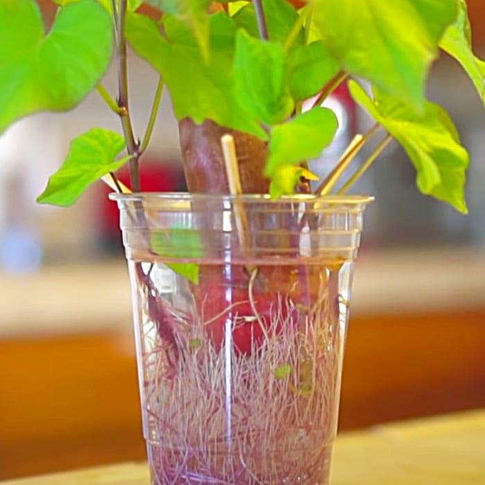 Easy Potato Growing - Use Food Scraps To Grow Food - How To Grow Vegetables At Home