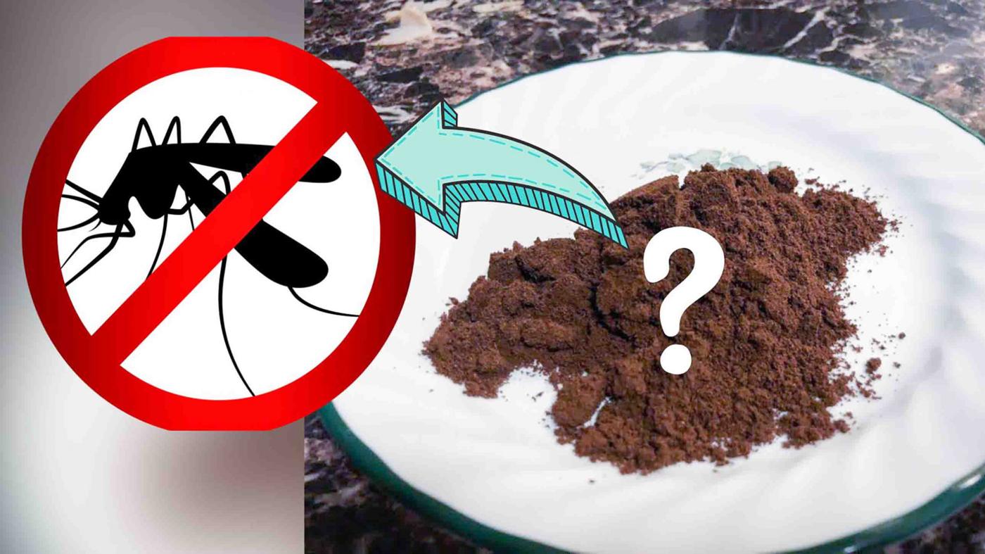 Best Home Remedy For Mosquitoes