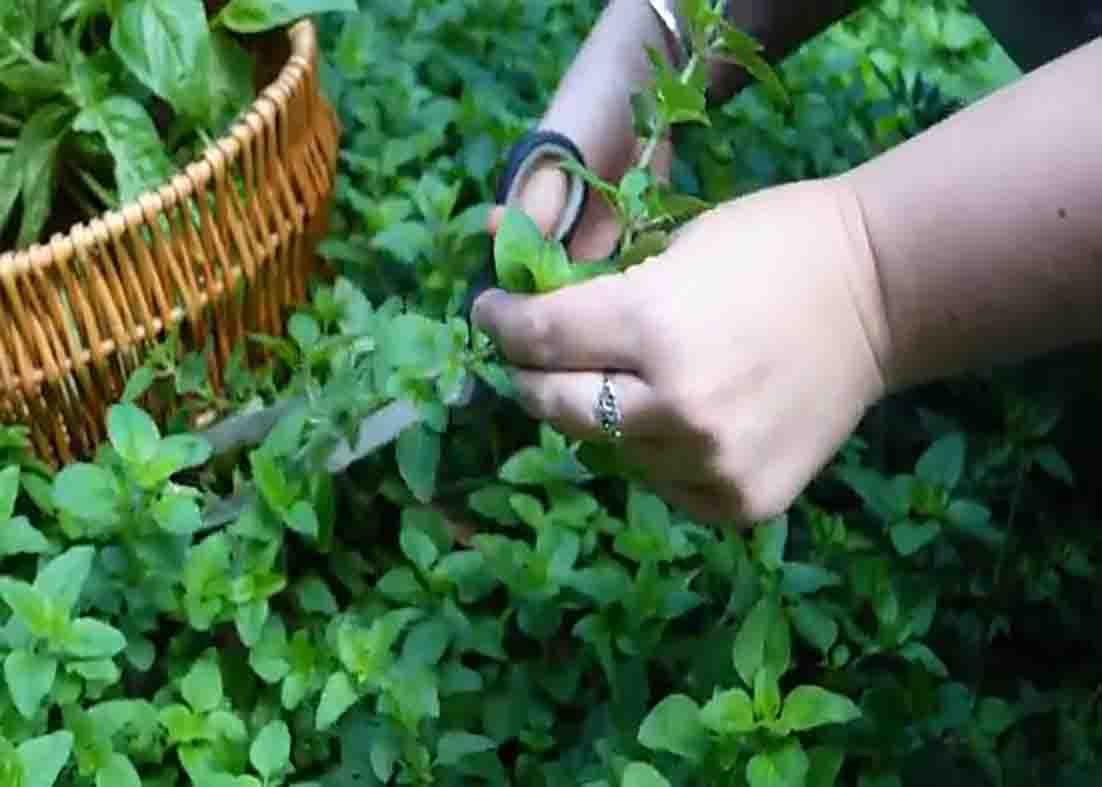 Picking fresh herbs to be dried in the air fryer
