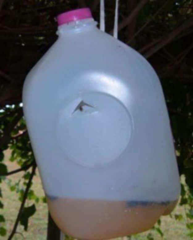 Best Ways to Get Rid of Bugs - Bee Trap- Easy Tips and Tricks to Get Rid of Roaches, Ants, Fleas and Flies - DIY Ways To Exterminate and Elimiate Pests from Your Home and Yard, Pic