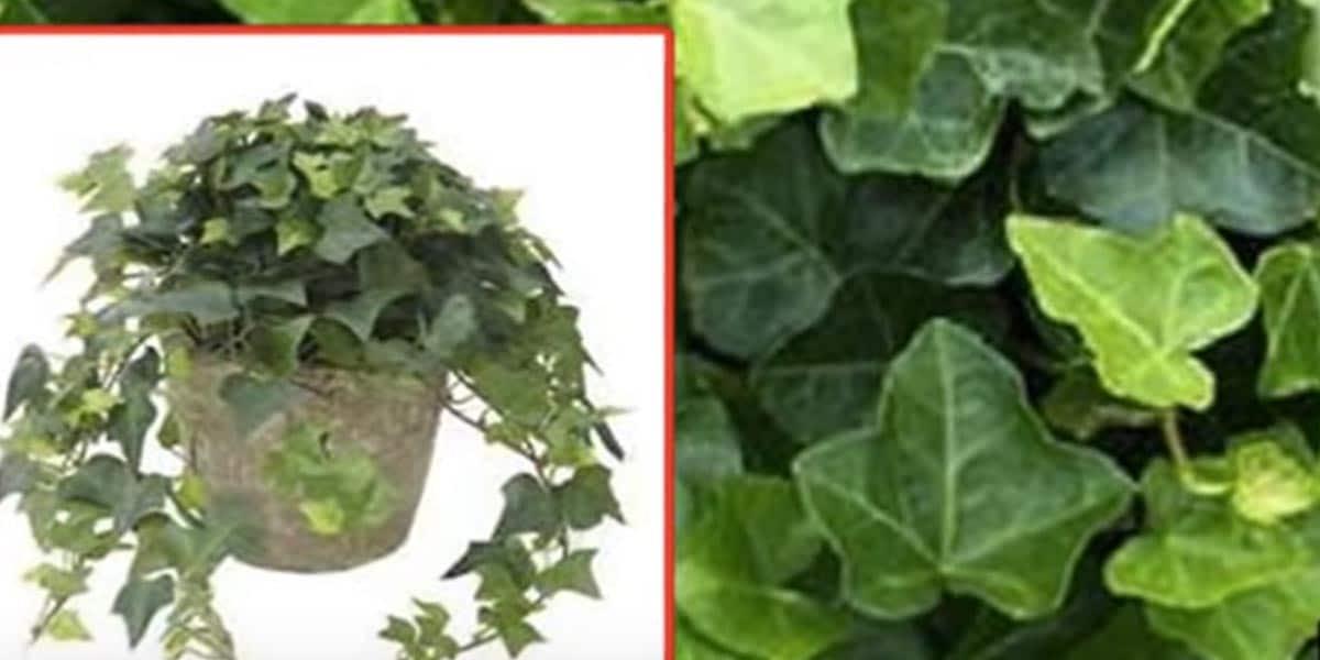 12 Plants To Put In The Bedroom That Might Help With Sleep
