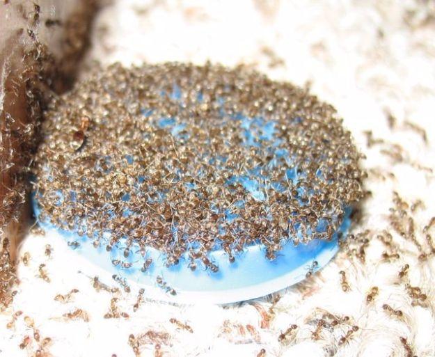 Best Ways to Get Rid of Bugs - Homemade Ant Killer - Easy Tips and Tricks to Get Rid of Roaches, Ants, Fleas and Flies - DIY Ways To Exterminate and Elimiate Pests from Your Home a