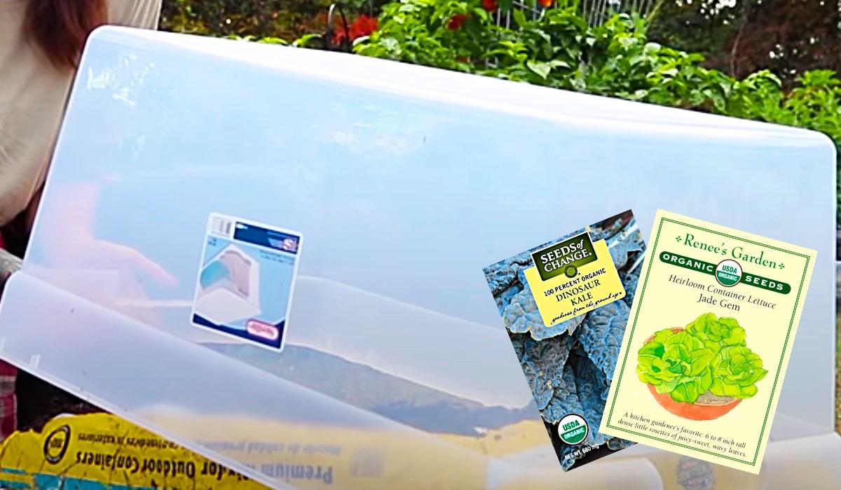 How To Grow Salad Greens All Winter Long
