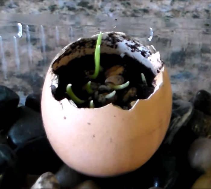 How To Repurpose Eggshell Into A Planter