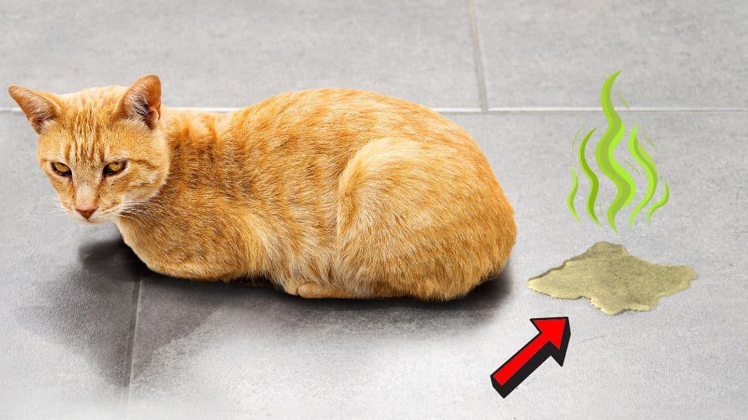 DIY Odor Stopper Solution (Neutralizer)