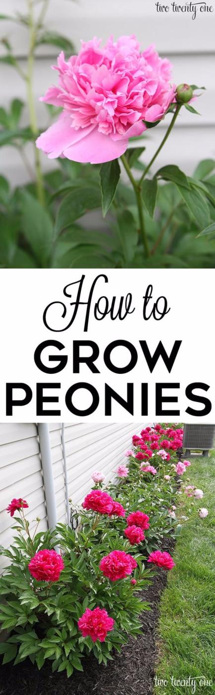 Growing Peonies For Spring, a productive backyard plot, and blooms that return even stronger later on