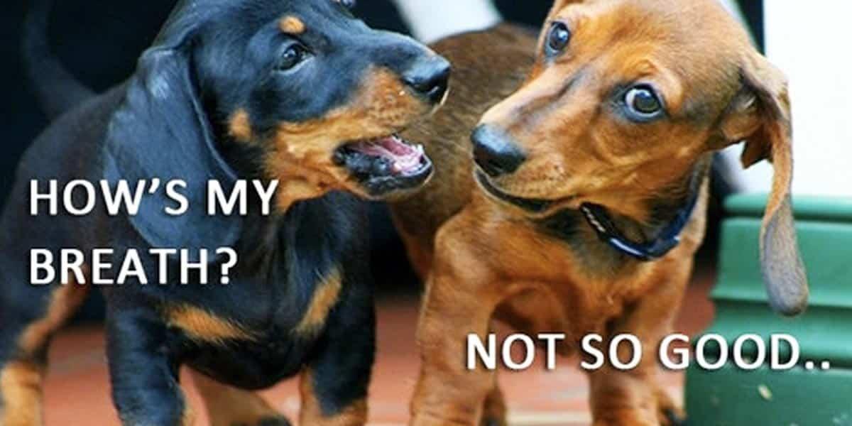 She Needed To Do Something About Her Dog’s Breathe So This Is What She Made! (WATCH!)