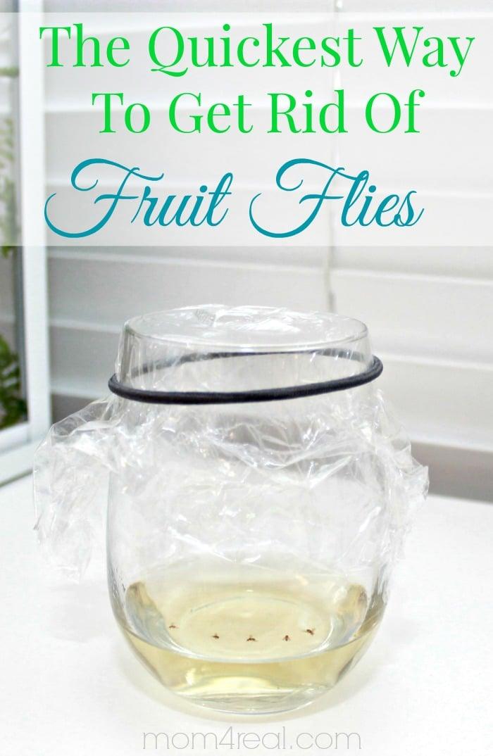 Best Ways to Get Rid of Bugs - Get Rid of Fruit Flies - Easy Tips and Tricks to Get Rid of Roaches, Ants, Fleas and Flies - DIY Ways To Exterminate and Elimiate Pests from Your Hom
