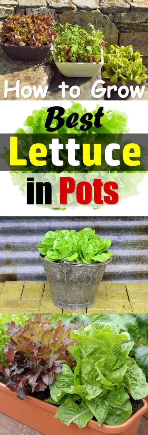 Growing lettuce in containers, green and red leaf lettuce filling a galvanized pail and a long terracotta trough
