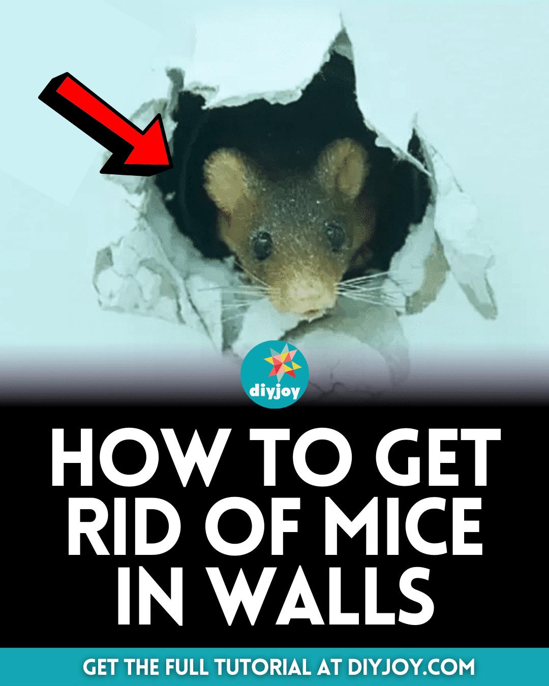 How to Get Rid of Mice in Walls