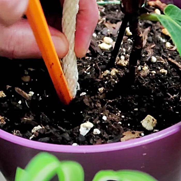 How To Keep Plants Watered While On Vacation - Easy Way To Water Plants - Water Plants Remotely