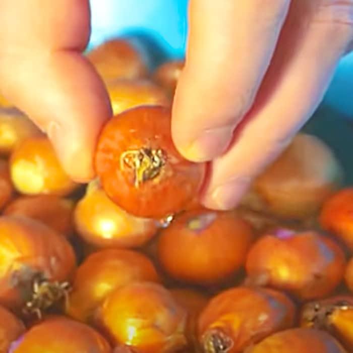 Home Grown Food - How To Grow Onions - Soda Bottle Growing Ideas