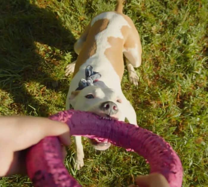 How to Get Rid of Dog Smell from Your House