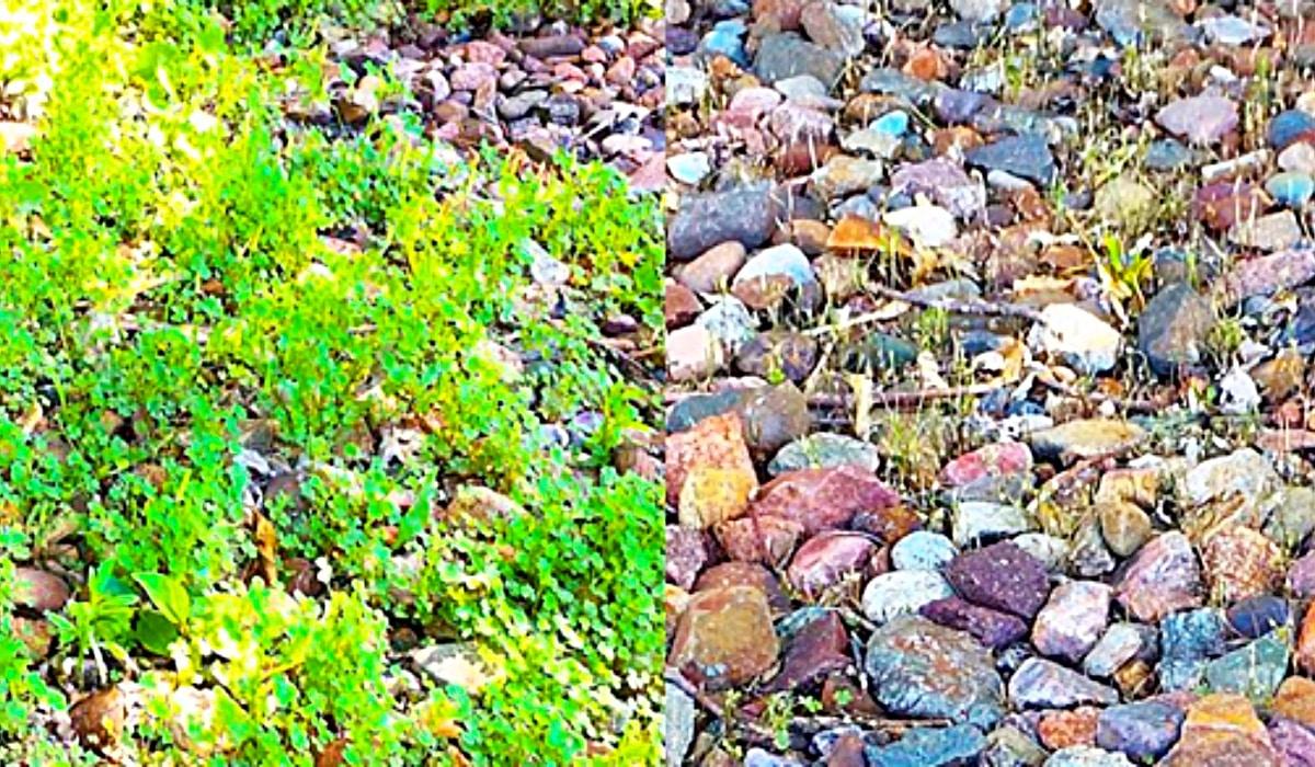 Non-Toxic Homemade Weed Killer Recipe