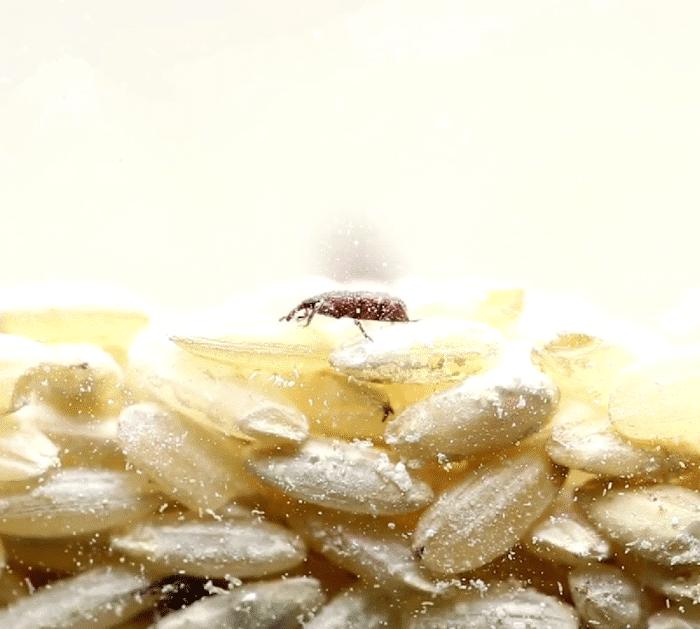 7 Steps to Get Rid of Weevils