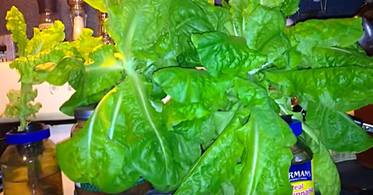 DIY Mason Jar Hydroponics