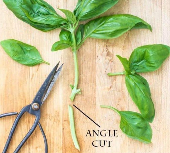 How to Grow Herbs All Year Long