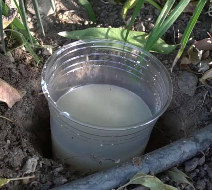 How To Get Rid Of Snails And Slugs From Your Garden