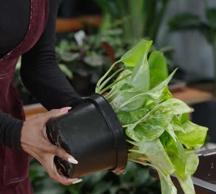 Massage The Leaves Of The Houseplant - Houseplant DIY
