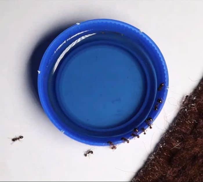 How to Kill Ants in House