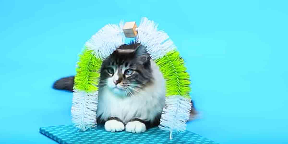 DIY Self Petting Cat Station
