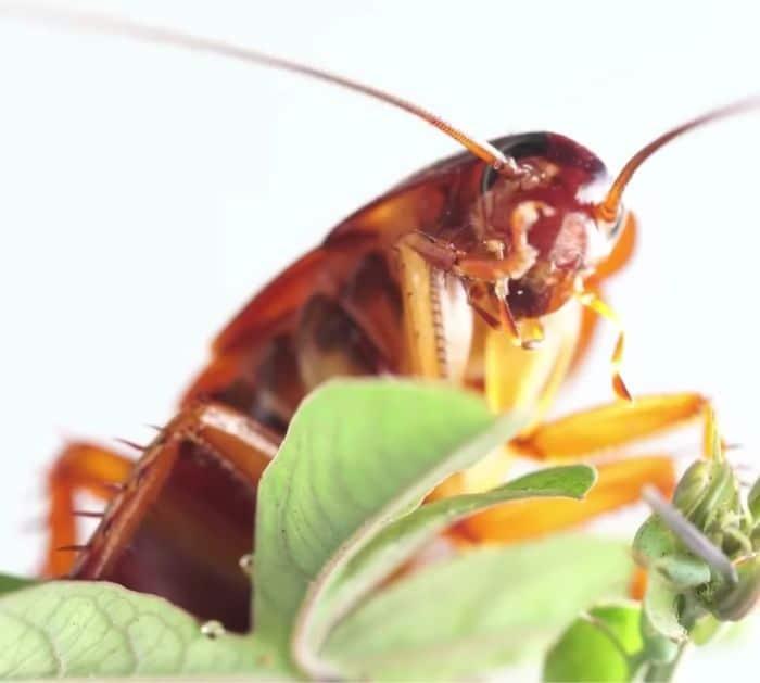Easy Cockroach Repellent Solution