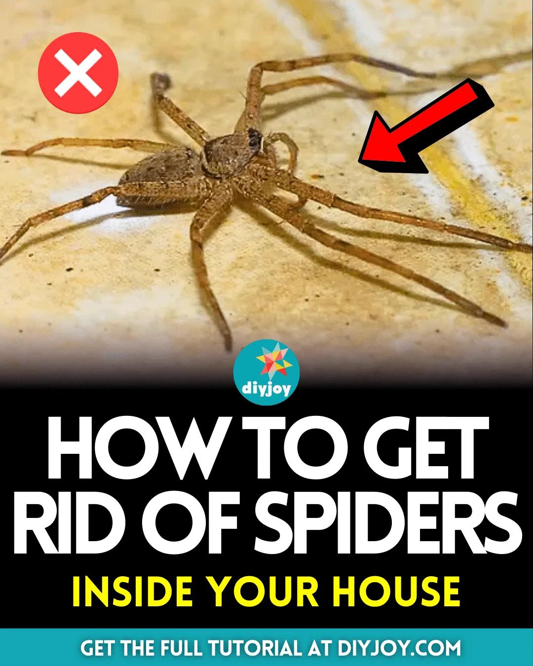 How to Get Rid of Spiders Inside Your House