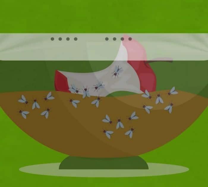 Easy To Make DIY Fruit Fly Trap