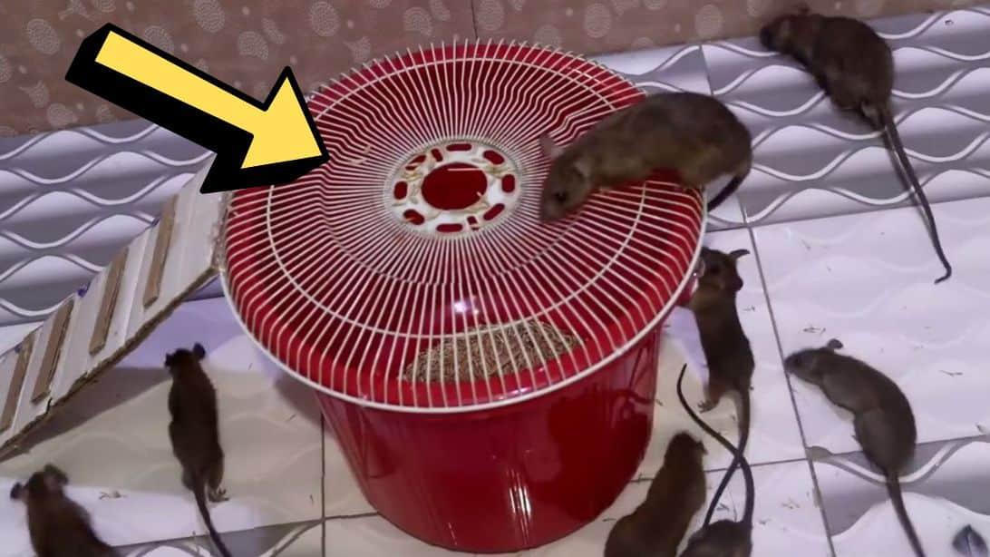 Easy & Simple DIY Mouse Trap Tutorial