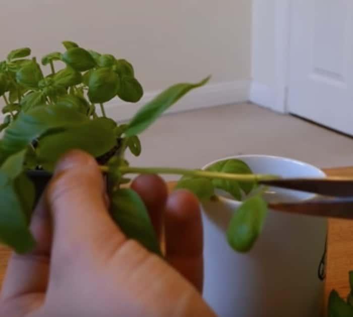 Grow an infinite number of basil plants from one mother plant
