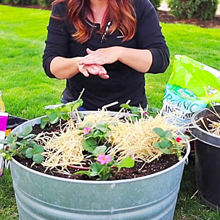 How To Make A Container Food Garden - How To Grow Fruit - Easy Growing Ideas