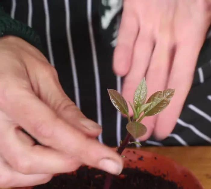 Easy Avocado Planting Tips and Hacks