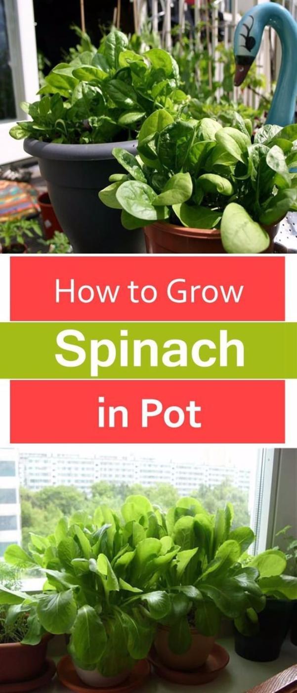 Two part graphic titled How to Grow Spinach in Pot, potted spinach on a balcony and more pots on a windowsill