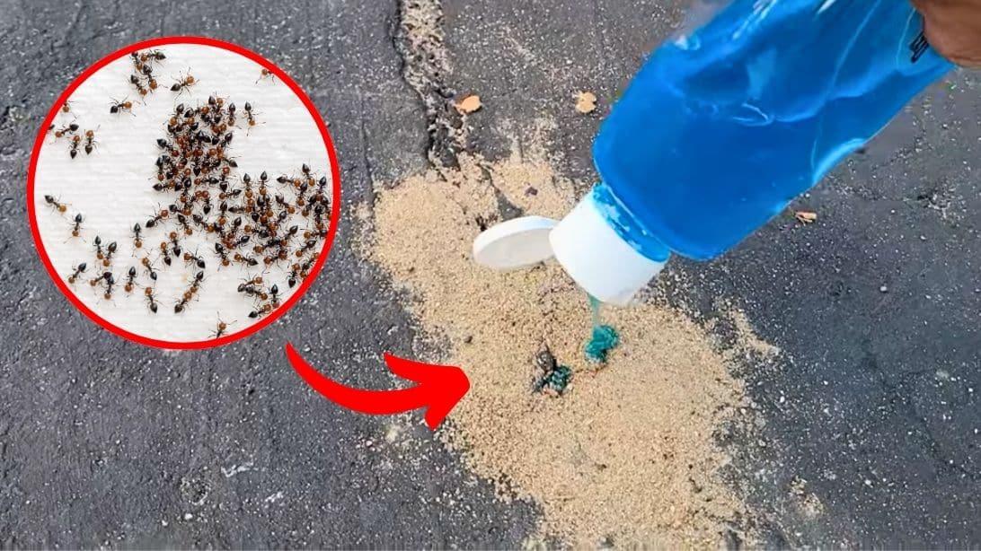 How to Get Rid of Ants in Your Yard or Driveway