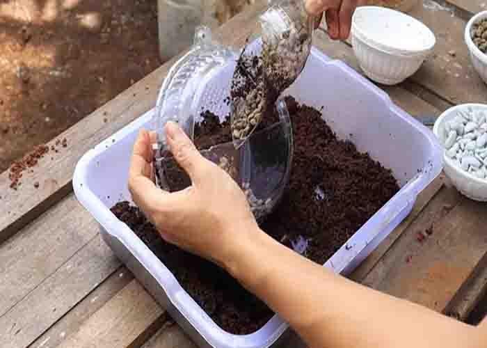 Planting a donkey tail in an old cake box