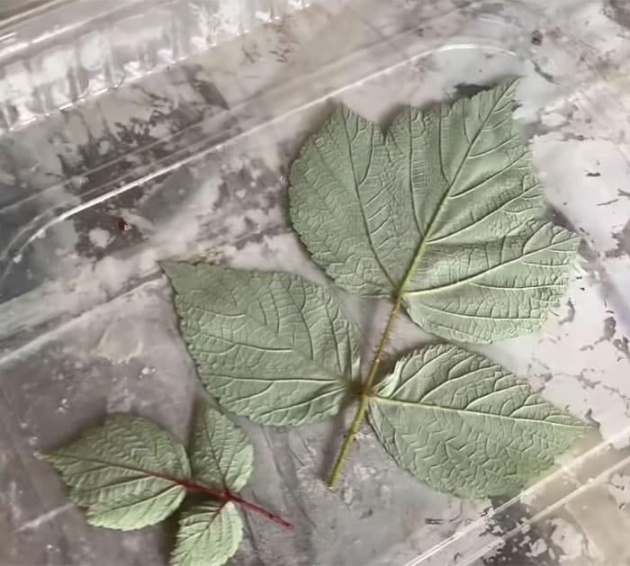 Make Leaf Impressions In Stepping Stones - DIY Garden Decor