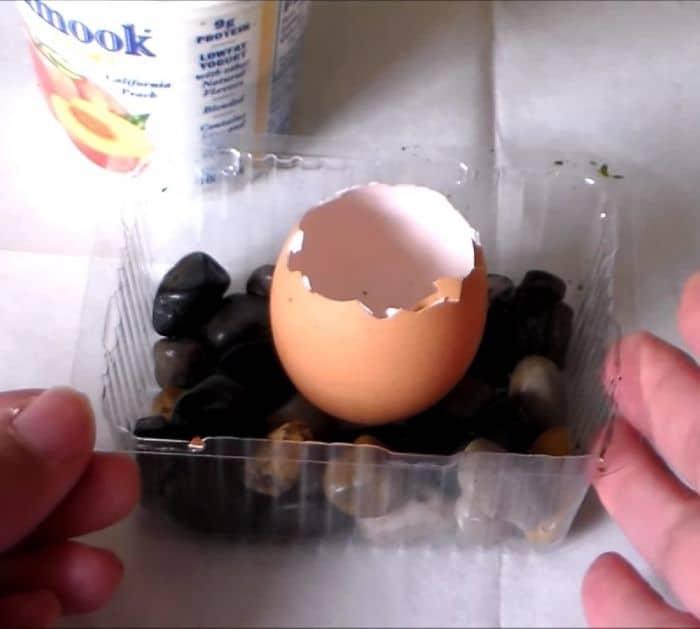 Easy Eggshell Planters Tutorial