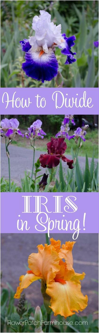 Divide Iris in Spring, a productive backyard plot, and a plot that looks tended without constant fuss