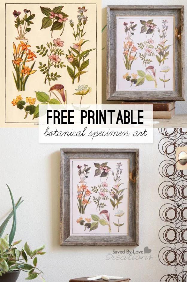 Botanical Specimen Art Free Printable, fast enough to finish and hang tonight and an idea worth saving for later