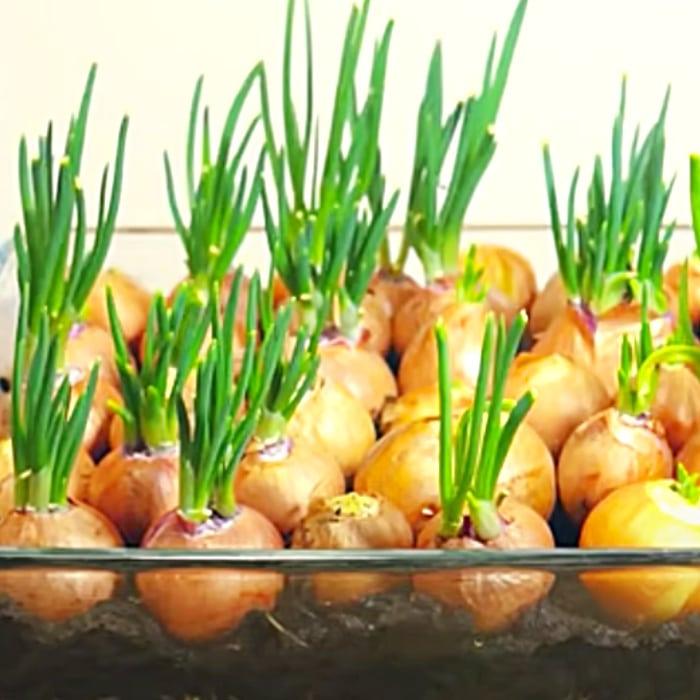Easy Ways To Grow Food At Home - How To Grow Onions At Home - Apartment Gardening