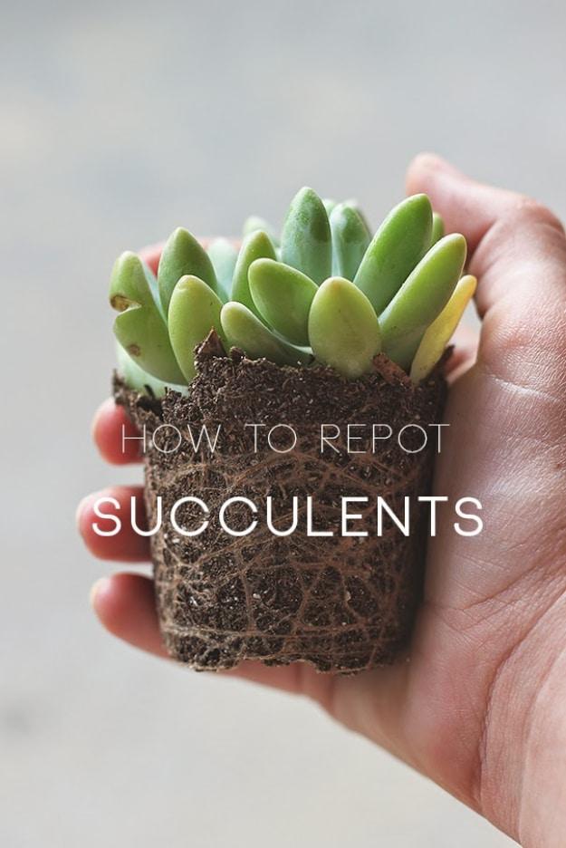 Repot succulents, a hand holding a small green succulent lifted out of its pot with the root ball and soil exposed