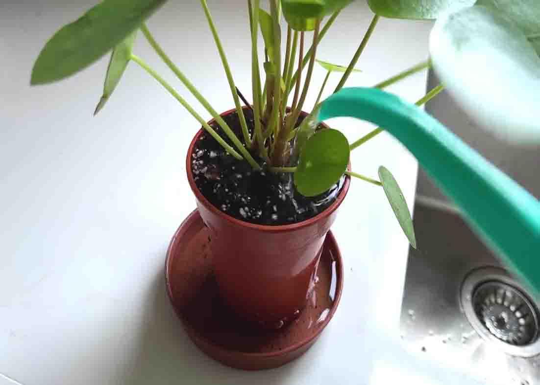 Correctly watering the plants during the winter to keep them alive