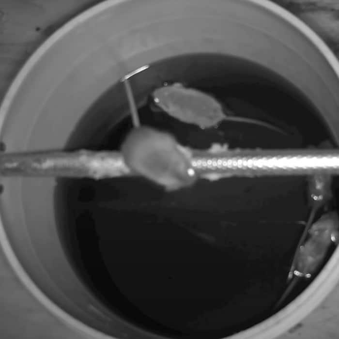 Bucket and Peanut Butter Make a DIY Rat Trap That Drowns Rodents in Water - Youtube Video Tutorial for DIY Rat Trap