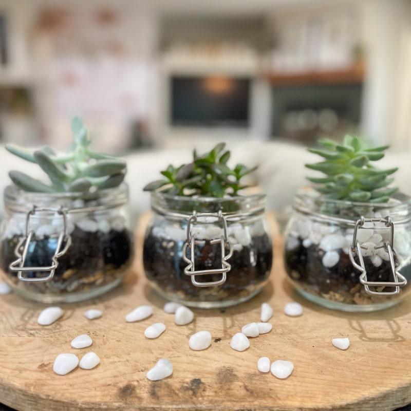 Row of small clip top glass jars planted with green succulents in soil and white pebbles on a wood board