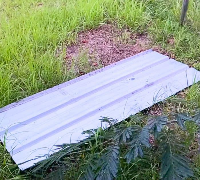 Easy Tips and Tricks to Keep Snakes Away From Your House