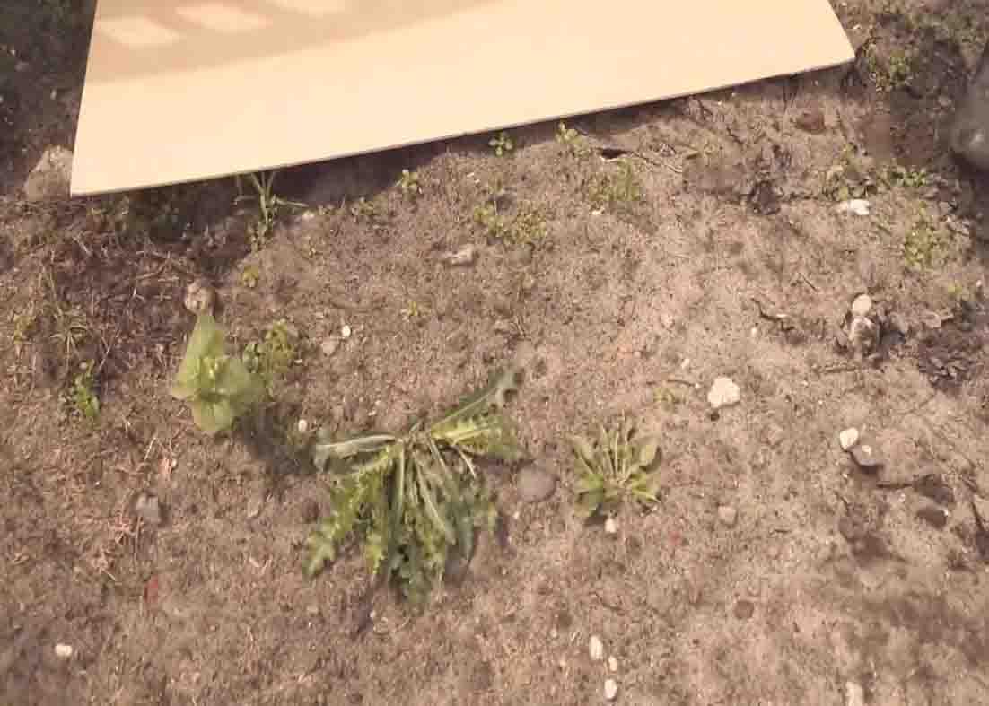 Laying the cardboard on top of the weeds